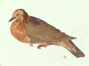 Gallicolumba ferruginea